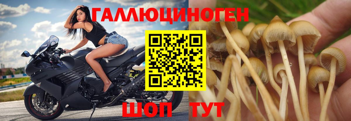 Алатырь  Псилоцибиновые грибы Magic Shrooms  Псилоцибиновые грибы GOLDEN TEACHER  Вход с VPN 